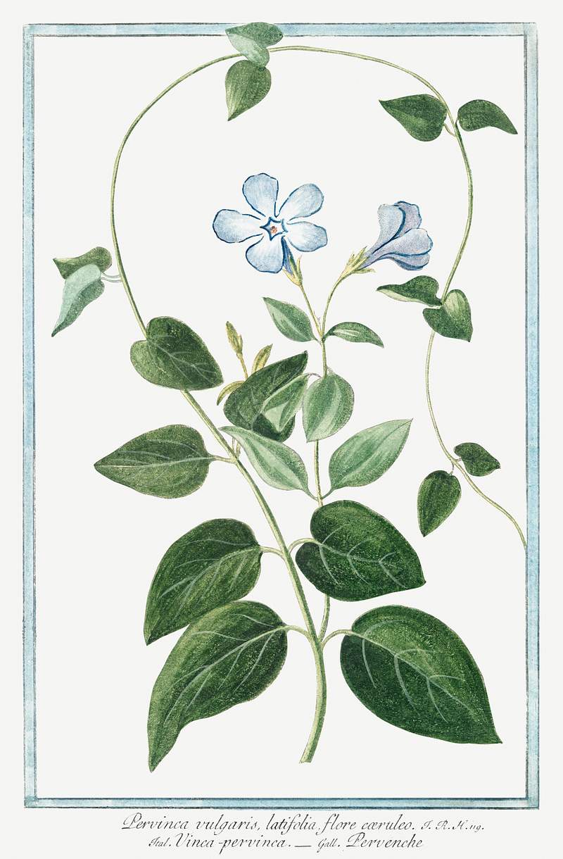 Vinca minor or Periwinkle (ca. 1772 –1793) by Giorgio Bonelli. Original from the The New York Public Library. Digitally…