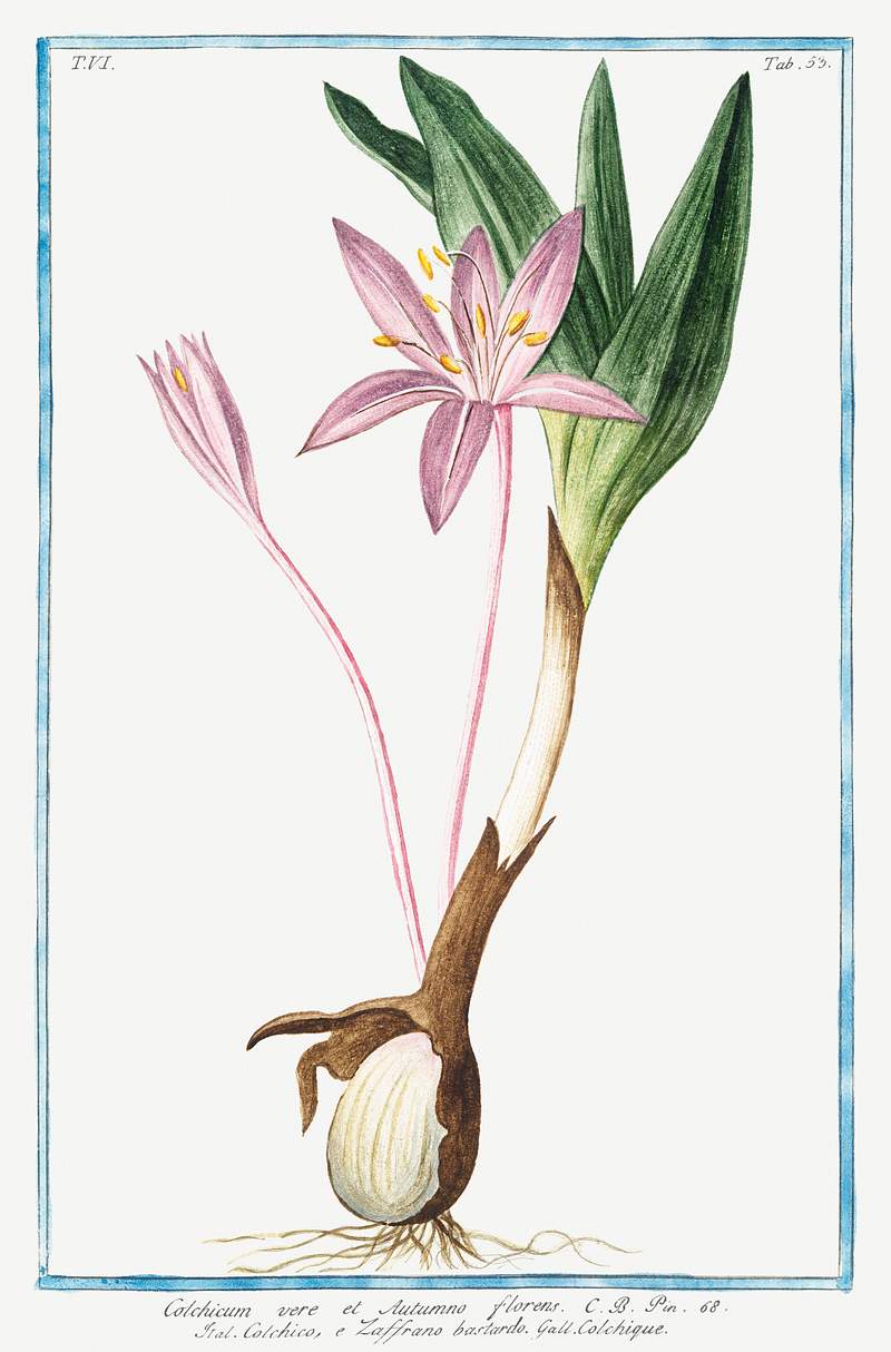 Colchique (ca. 1772 –1793) by Giorgio Bonelli. Original from the The New York Public Library. Digitally enhanced by…