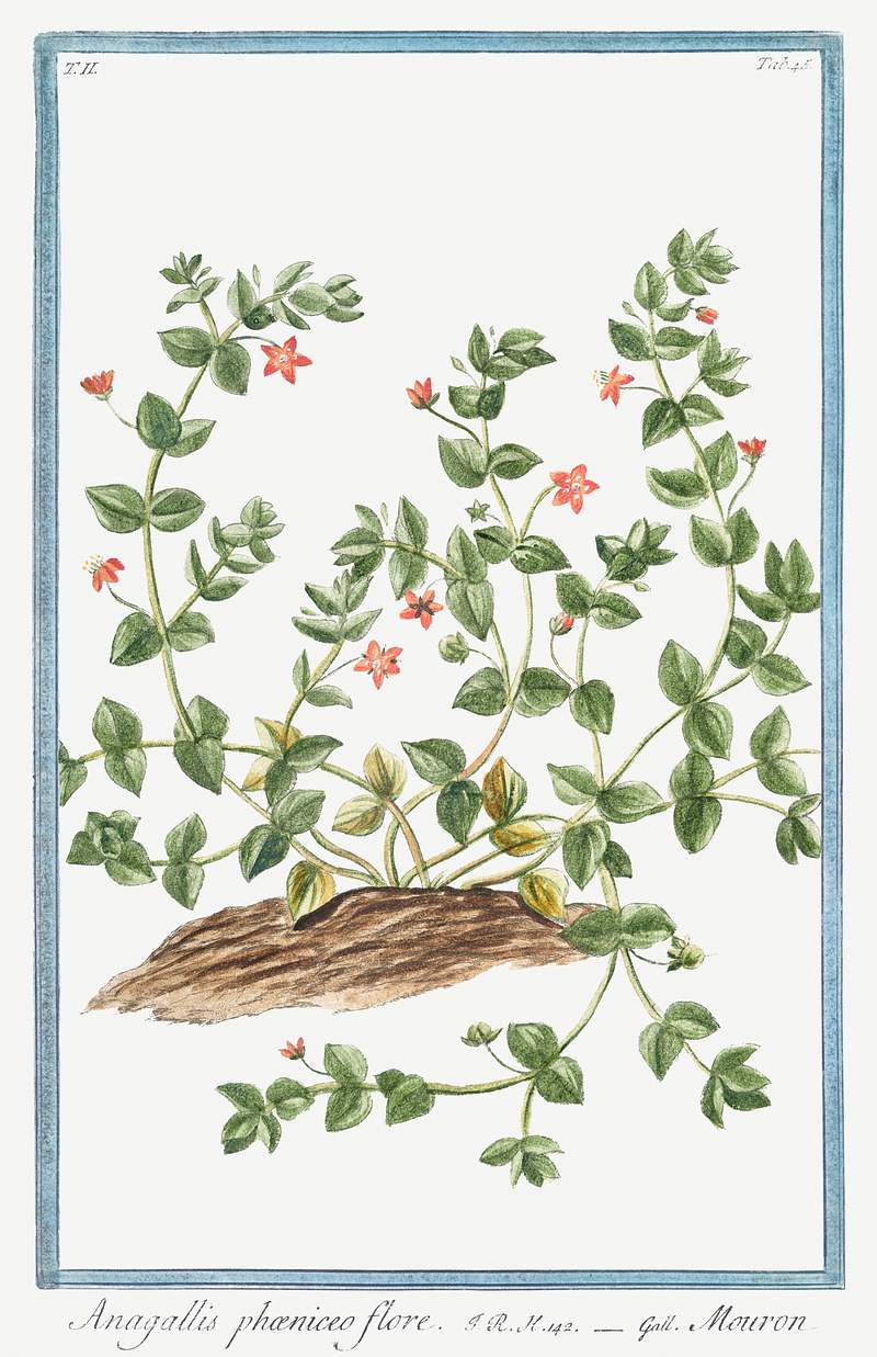 Anagallis phæniceo flore, Mouron (ca. 1772 –1793) by Giorgio Bonelli. Original from the The New York Public…