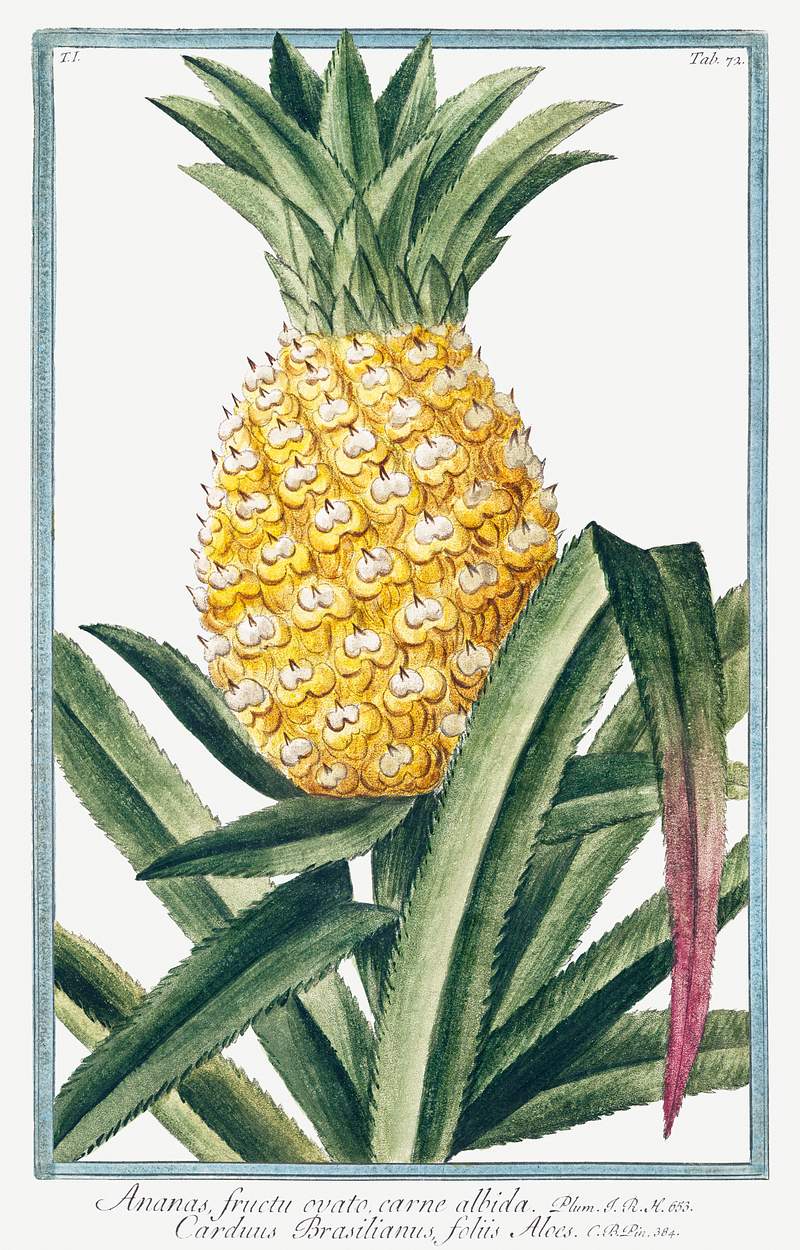 Pineapple (ca. 1772 –1793) by Giorgio Bonelli. Original from the The New York Public Library. Digitally enhanced by…