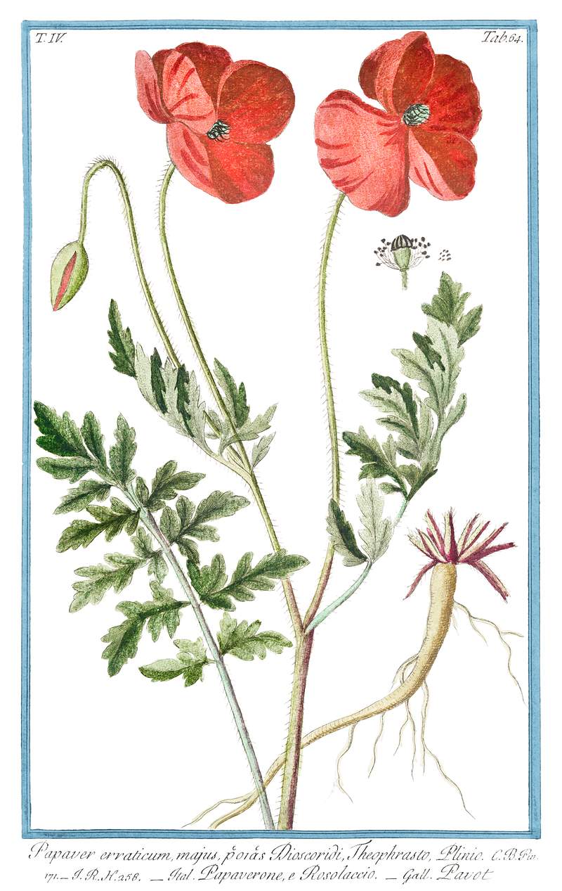 Papaver Rhoeas (ca. 1772 –1793) by Giorgio Bonelli. Original from the The New York Public Library. Digitally enhanced…