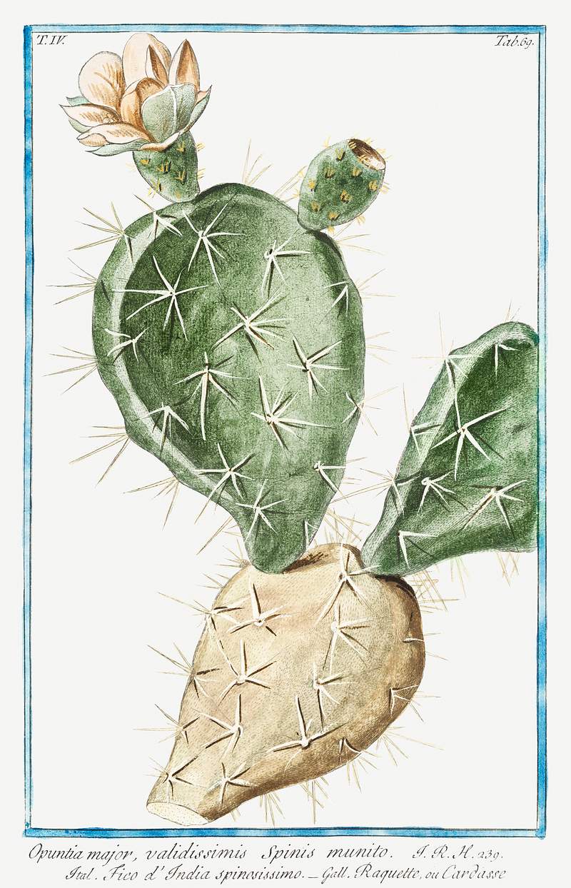 Indian Fig, Semaphore Prickly Pear (ca. 1772 –1793) by Giorgio Bonelli. Original from the The New York Public Library.…