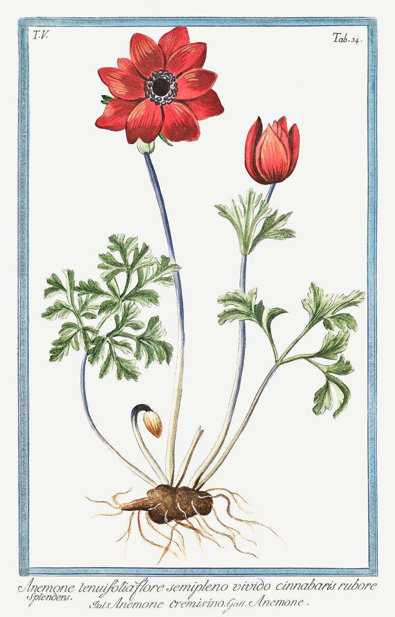 Anemone tenuifolia flore semipleno vivido cinnabaris rubore splenoens, Anemone cremisino, Anemone (ca. 1772 –1793) by…