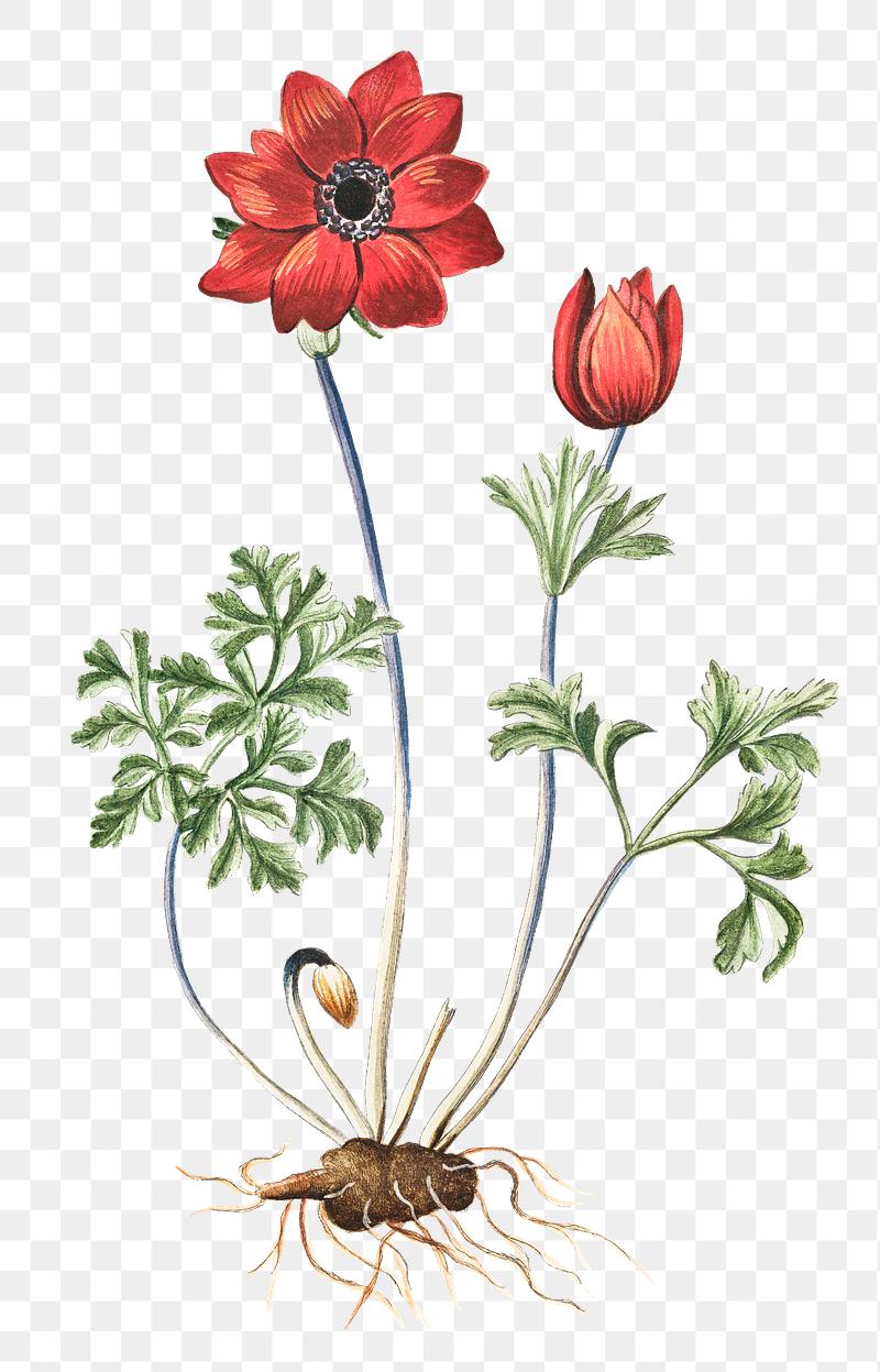 Transparent Background Flowers Illustration Png - Illustration of Many