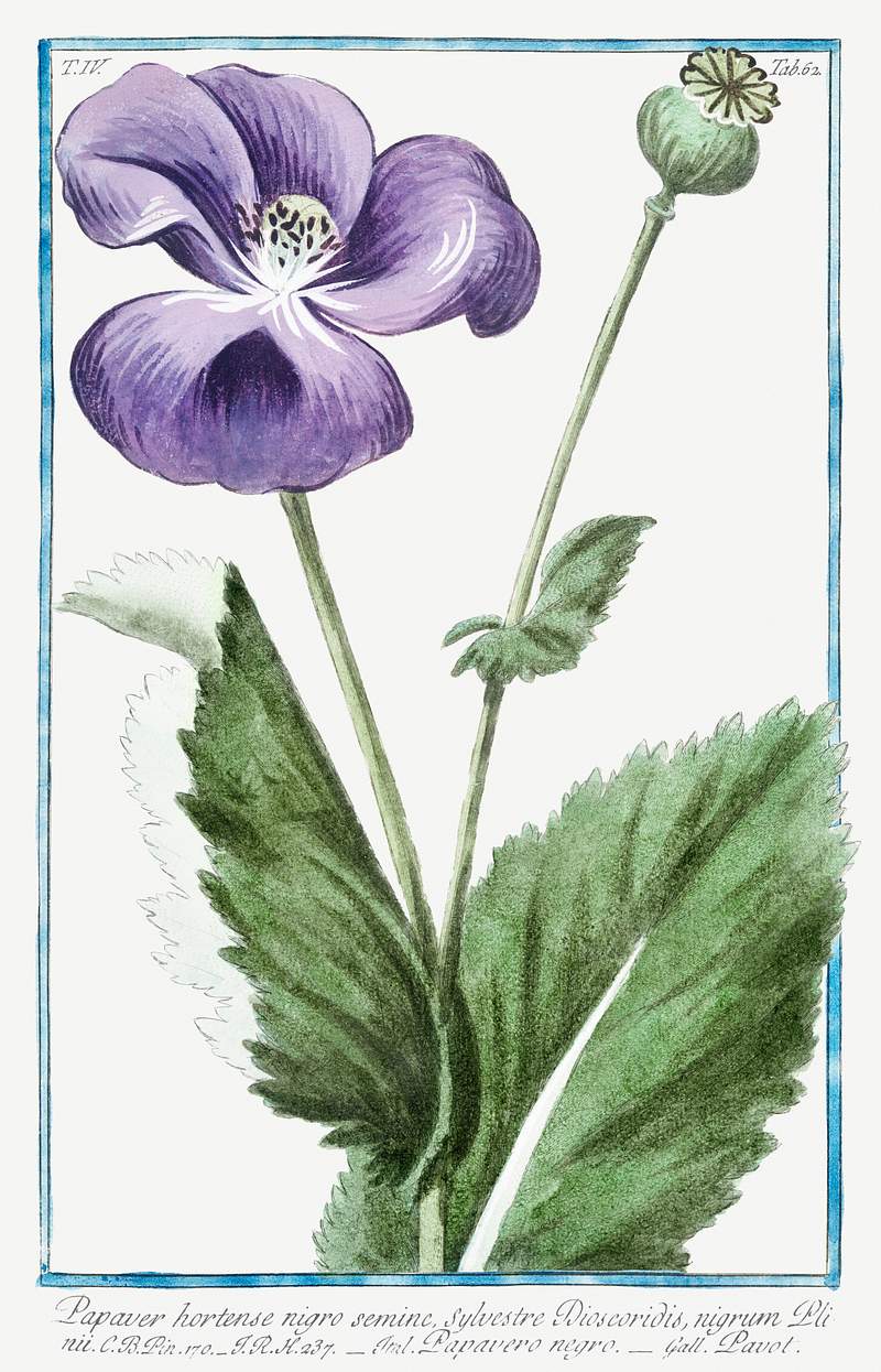 Papaver hortense nigro semine, sylvestre Dioscoridis, nigrum Plinii, Ital. Papavero negro. Gall. Pavot (ca. 1772 –1793)…