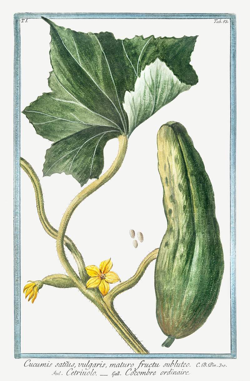 Cucumber (ca. 1772 –1793) by Giorgio Bonelli. Original from the The New York Public Library. Digitally enhanced by…