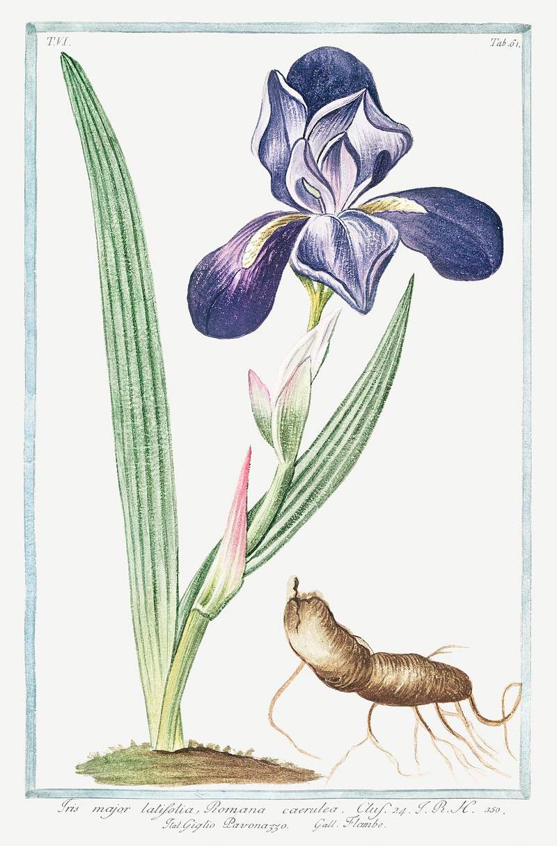 Tall bearded Iris (ca. 1772 –1793) by Giorgio Bonelli. Original from the The New York Public Library. Digitally…