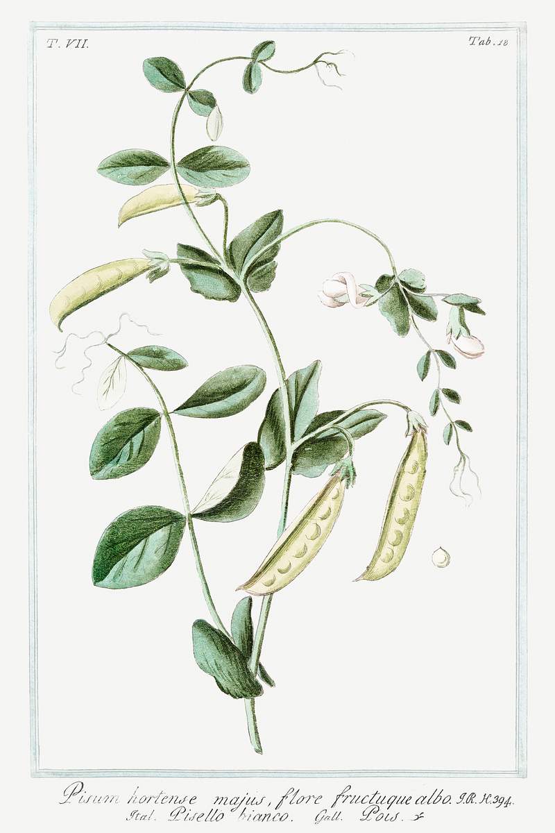 Garden Pea (ca. 1772 –1793) by Giorgio Bonelli. Original from the The New York Public Library. Digitally enhanced by…