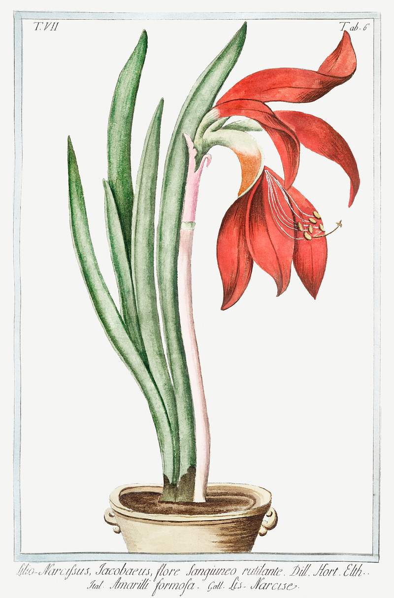 Lily–Daffodil (ca. 1772 –1793) by Giorgio Bonelli. Original from the The New York Public Library. Digitally…