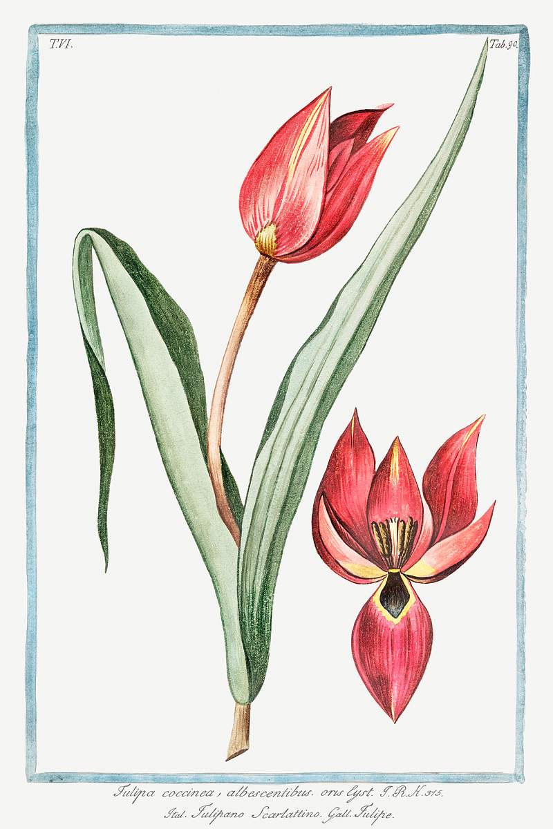 Scarlet Tulip (ca. 1772 –1793) by Giorgio Bonelli. Original from the The New York Public Library. Digitally enhanced by…