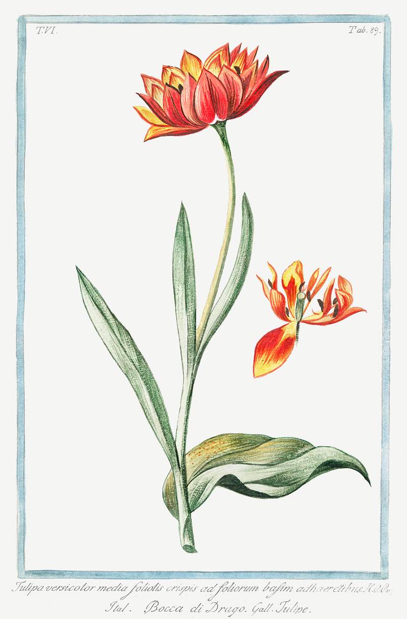 Multicolor Tulip (ca. 1772 –1793) by Giorgio Bonelli. Original from the The New York Public Library. Digitally enhanced…