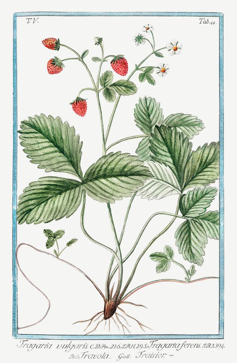 Strawberry (ca. 1772 –1793) by Giorgio Bonelli. Original from the The New York Public Library. Digitally enhanced by…
