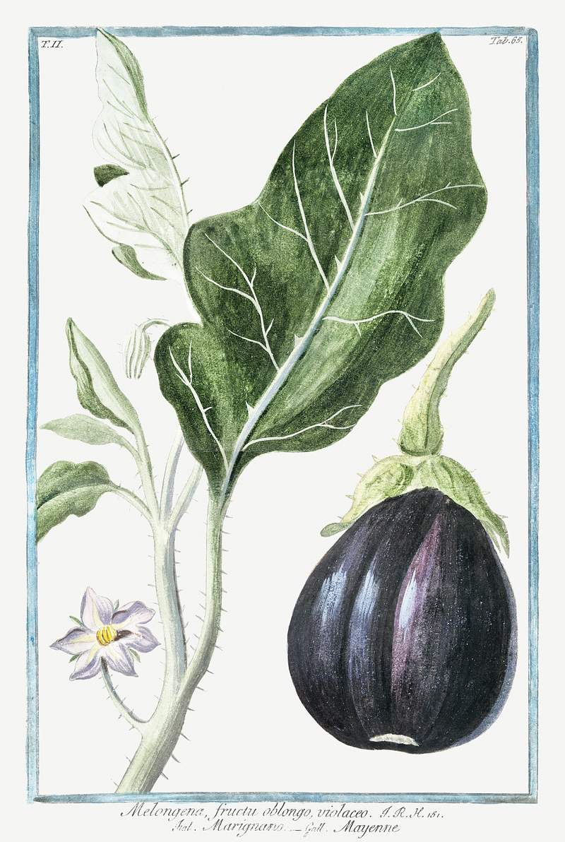 Mad apple (ca. 1772 –1793) by Giorgio Bonelli. Original from the The New York Public Library. Digitally enhanced by…