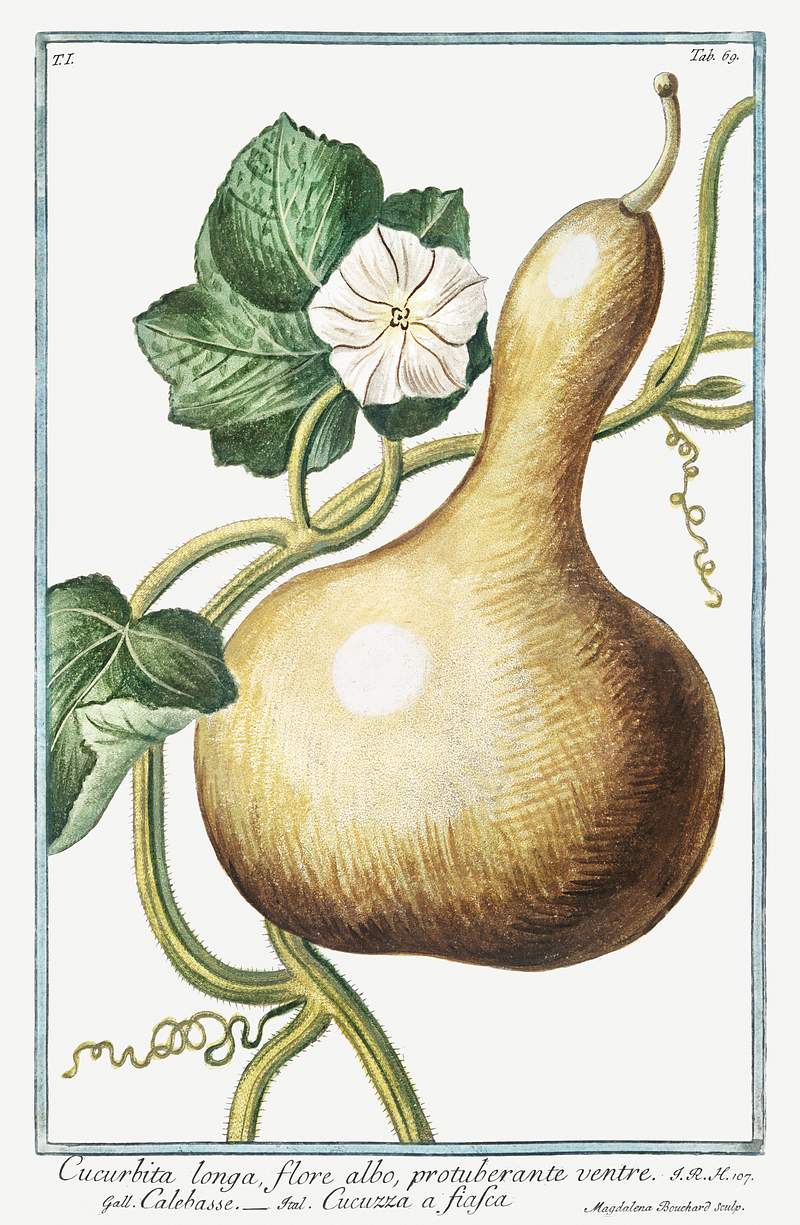 Bottle Gourd (ca. 1772 –1793) by Giorgio Bonelli. Original from the The New York Public Library. Digitally enhanced by…