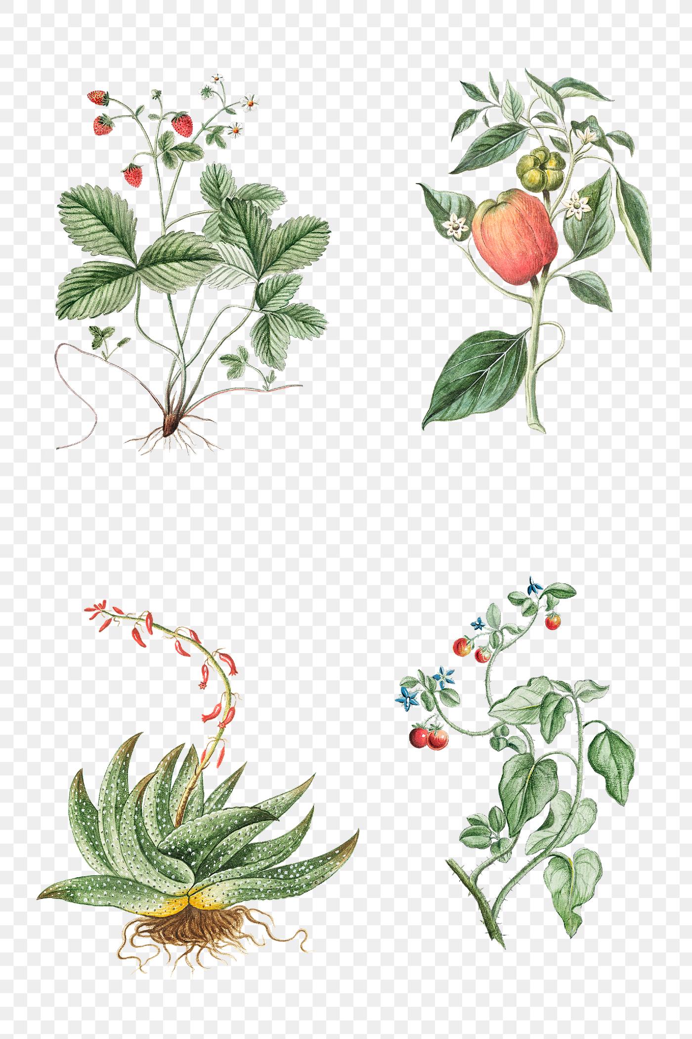 Watercolor Succulent Transparent Background - Best Succulent Ideas