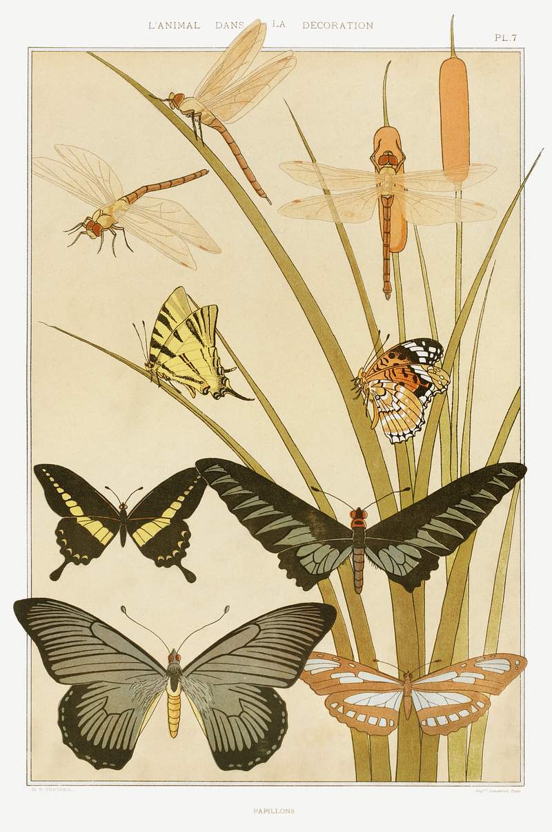Papillons from L'animal dans la décoration (1897) illustrated by Maurice Pillard Verneuil. Original from the The New…