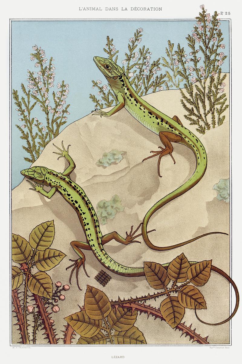 Illustration from L'animal dans la décoration Lézard from L'animal dans la décoration (1897) illustrated by Maurice Pillard Verneuil. Original from the The…