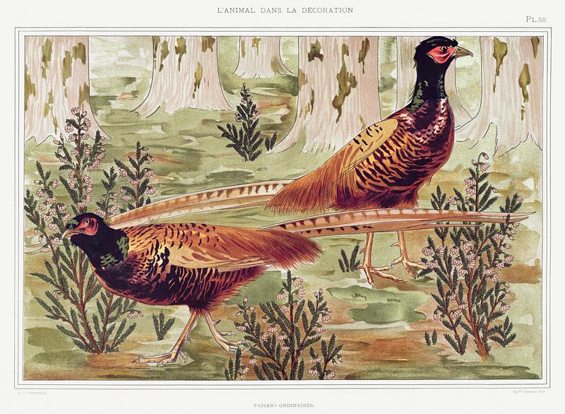Illustration from L'animal dans la décoration Faisans ordinaires from L'animal dans la décoration (1897) illustrated by Maurice Pillard Verneuil. Original from the…