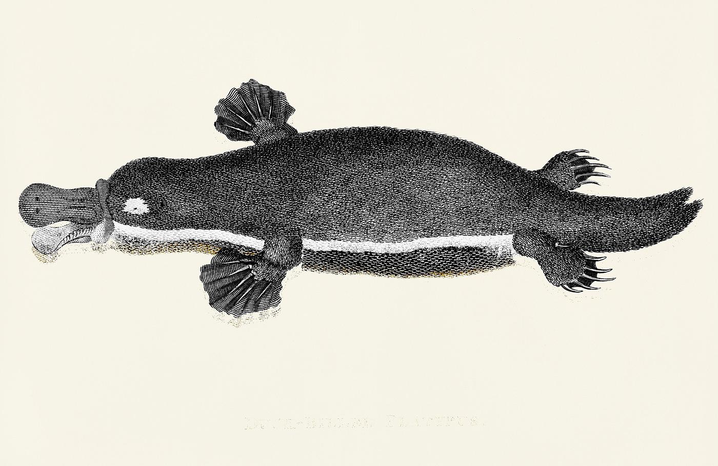 Duck-billed platypus from Zoological lectures delivered at the Royal institution in the years 1806-7 illustrated by George... Duck-billed platypus from Zoological lectures delivered at the Royal institution in the years 1806-7 illustrated by George...
