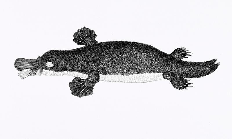 Duck-billed platypus from Zoological lectures delivered at the Royal institution in the years 1806-7 illustrated by George Shaw (1751-1813). Duck-billed platypus from Zoological lectures delivered at the Royal institution in the years 1806-7 illustrated by George…