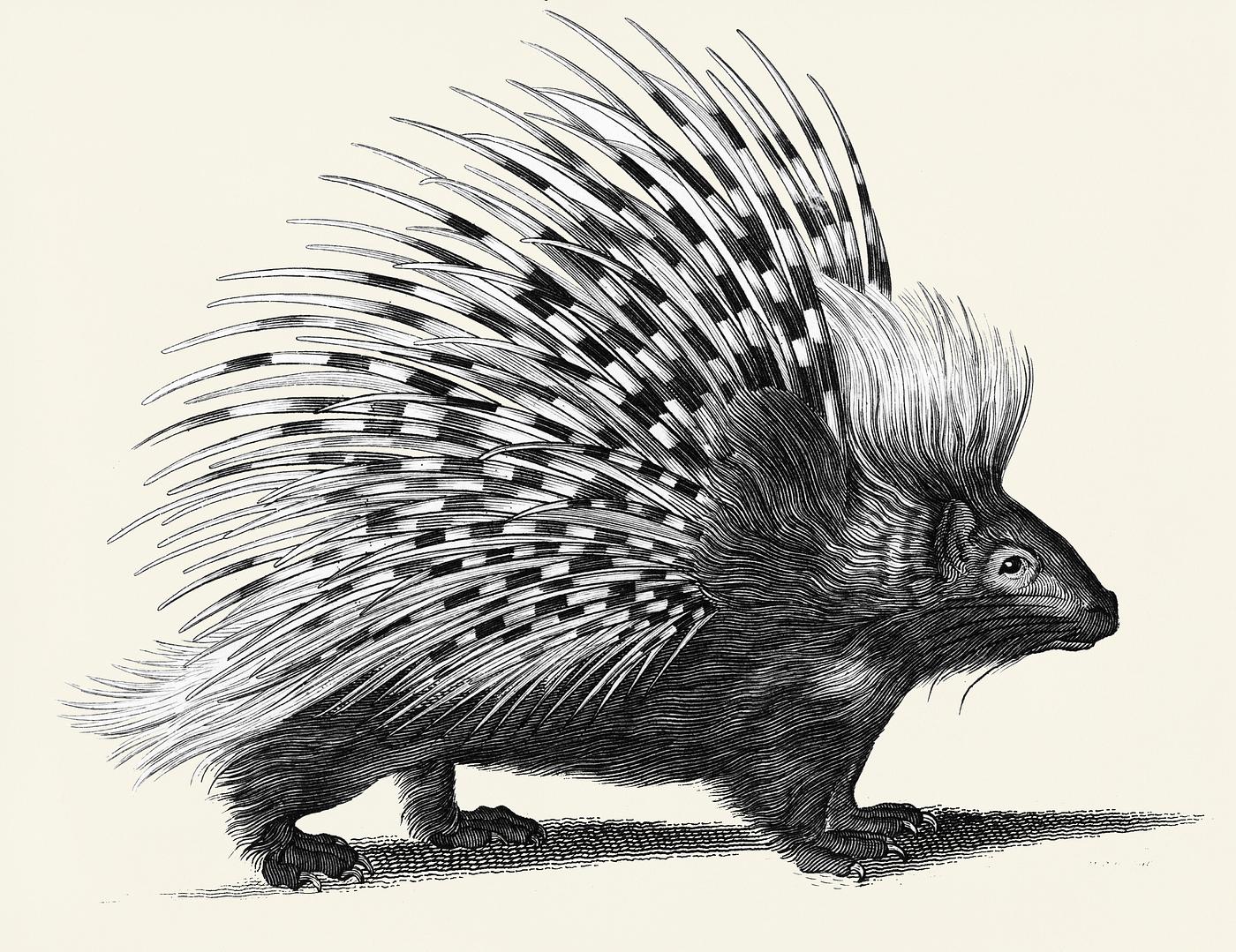 Illustration of Porcupine from Zoological lectures delivered at the Royal institution in the years 1806-7 illustrated by... Illustration of Porcupine from Zoological lectures delivered at the Royal institution in the years 1806-7 illustrated by...