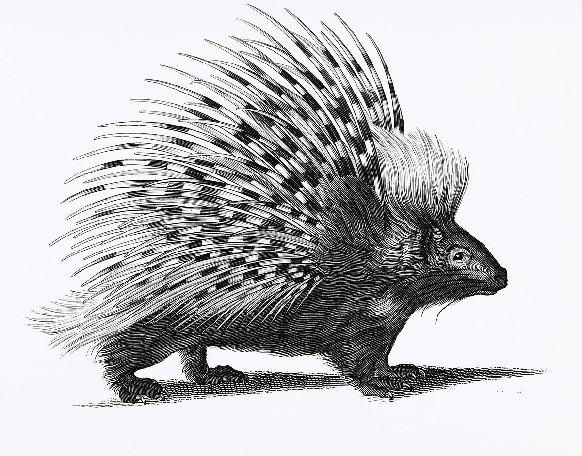 Illustration of Porcupine from Zoological… | Free public domain illustration Illustration of Porcupine from Zoological lectures delivered at the Royal institution in the years 1806-7 illustrated by…