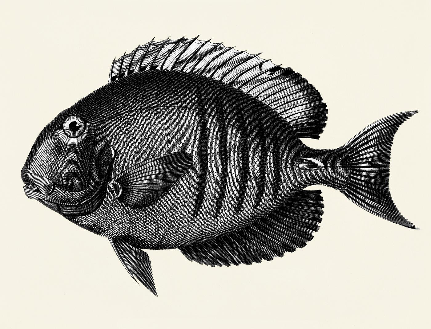Lancet acanthurus from Zoological lectures delivered at the Royal institution in the years 1806-7 illustrated by George Shaw... Lancet acanthurus from Zoological lectures delivered at the Royal institution in the years 1806-7 illustrated by George Shaw...