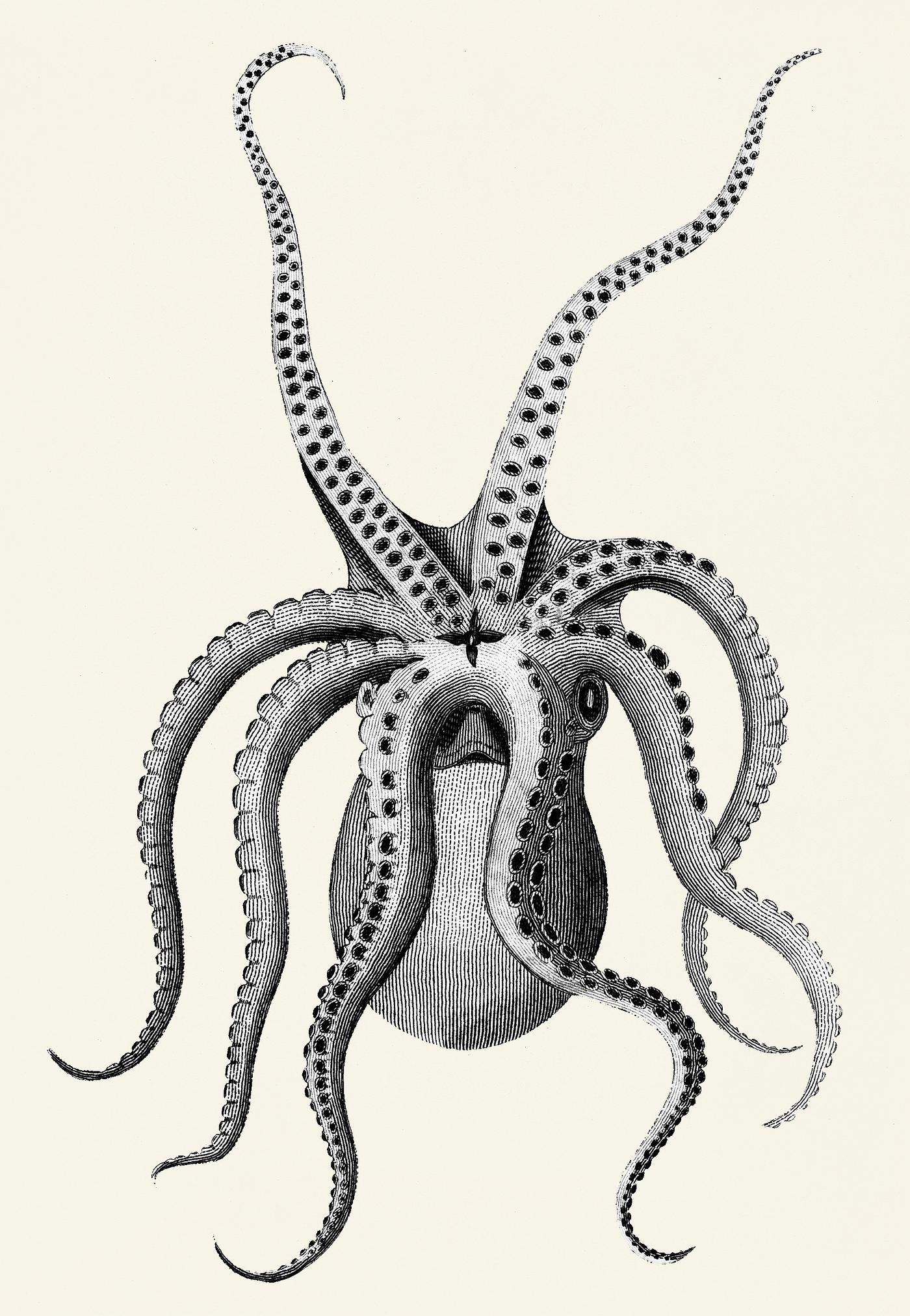 Vintage illustration of eight armed cuttle fish from Zoological lectures delivered at the Royal institution in the years... Vintage illustration of eight armed cuttle fish from Zoological lectures delivered at the Royal institution in the years...