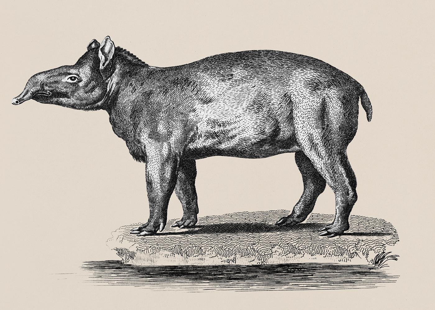 Illustration of Tapir from Zoological lectures delivered at the Royal institution in the years 1806-7 illustrated by George... Illustration of Tapir from Zoological lectures delivered at the Royal institution in the years 1806-7 illustrated by George...
