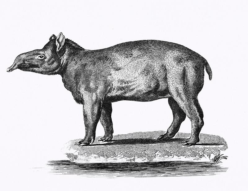 Illustration of Tapir from Zoological lectures delivered at the Royal institution in the years 1806-7 illustrated by George Shaw (1751-1813). Illustration of Tapir from Zoological lectures delivered at the Royal institution in the years 1806-7 illustrated by George…