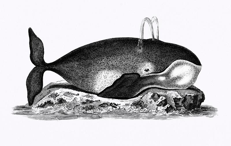 Illustration of Great Mysticete from Zoological lectures delivered at the Royal institution in the years 1806-7 illustrated by George Shaw (1751-1813). Illustration of Great Mysticete from Zoological lectures delivered at the Royal institution in the years 1806-7 illustrated…