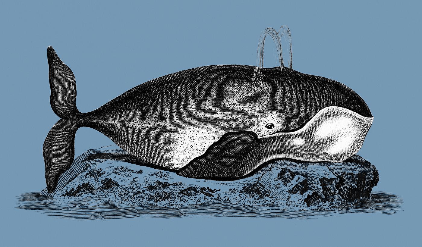 Illustration of Great Mysticete from Zoological lectures delivered at the Royal institution in the years 1806-7 illustrated... Illustration of Great Mysticete from Zoological lectures delivered at the Royal institution in the years 1806-7 illustrated...