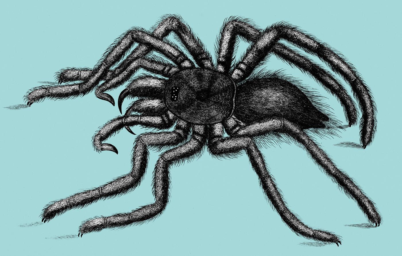 Illustration of Avicularia (Aranea avicularia) from Zoological lectures delivered at the Royal institution in the years 1806... Illustration of Avicularia (Aranea avicularia) from Zoological lectures delivered at the Royal institution in the years 1806...