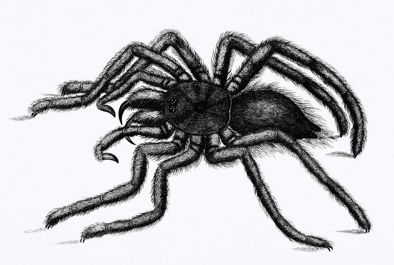 Illustration of Avicularia (Aranea avicularia) from Zoological lectures delivered at the Royal institution in the years 1806-7 illustrated by George Shaw (1751-1813). Illustration of Avicularia (Aranea avicularia) from Zoological lectures delivered at the Royal institution in the years 1806…