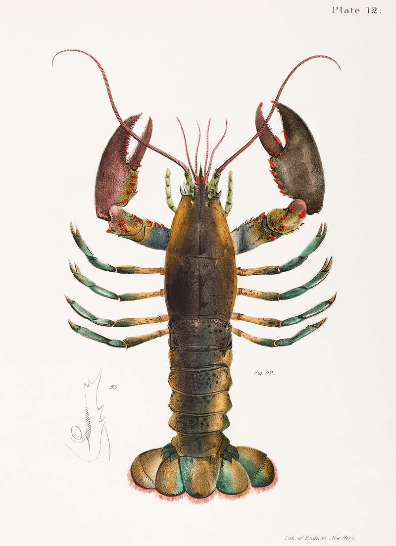 52. & 53. American lobster (Homarus americanus) illustration from Zoology of New york (1842 - 1844) by James Ellsworth De Kay (1792-1851). 52. & 53. American lobster (Homarus americanus) illustration from Zoology of New york (1842 - 1844) by James Ellsworth De Kay…