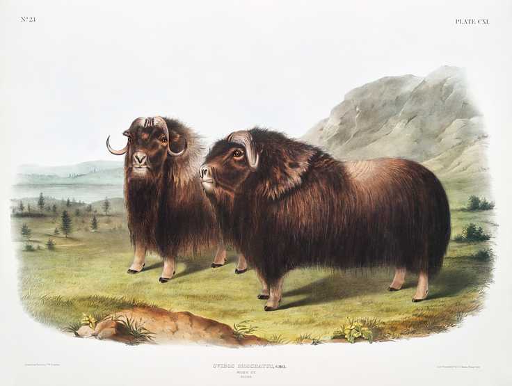 Musk Ox (Ovibos moschatus) from the viviparous quadrupeds of North America (1845) illustrated by John Woodhouse Audubon (1812-1862) Musk Ox (Ovibos moschatus) from the viviparous quadrupeds of North America (1845) illustrated by John Woodhouse Audubon (1812…