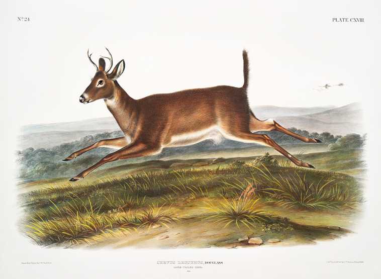 Long-tailed Deer (Cervus leucurus) from the viviparous quadrupeds of North America (1845) illustrated by John Woodhouse Audubon (1812-1862) Long-tailed Deer (Cervus leucurus) from the viviparous quadrupeds of North America (1845) illustrated by John Woodhouse…
