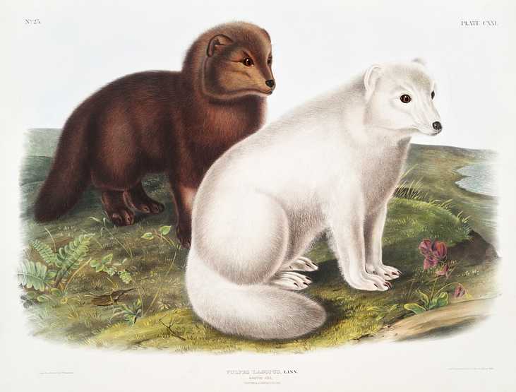 Arctic Fox (Vulpes lagopus) from the viviparous quadrupeds of North America (1845) illustrated by John Woodhouse Audubon (1812-1862) Arctic Fox (Vulpes lagopus) from the viviparous quadrupeds of North America (1845) illustrated by John Woodhouse Audubon…
