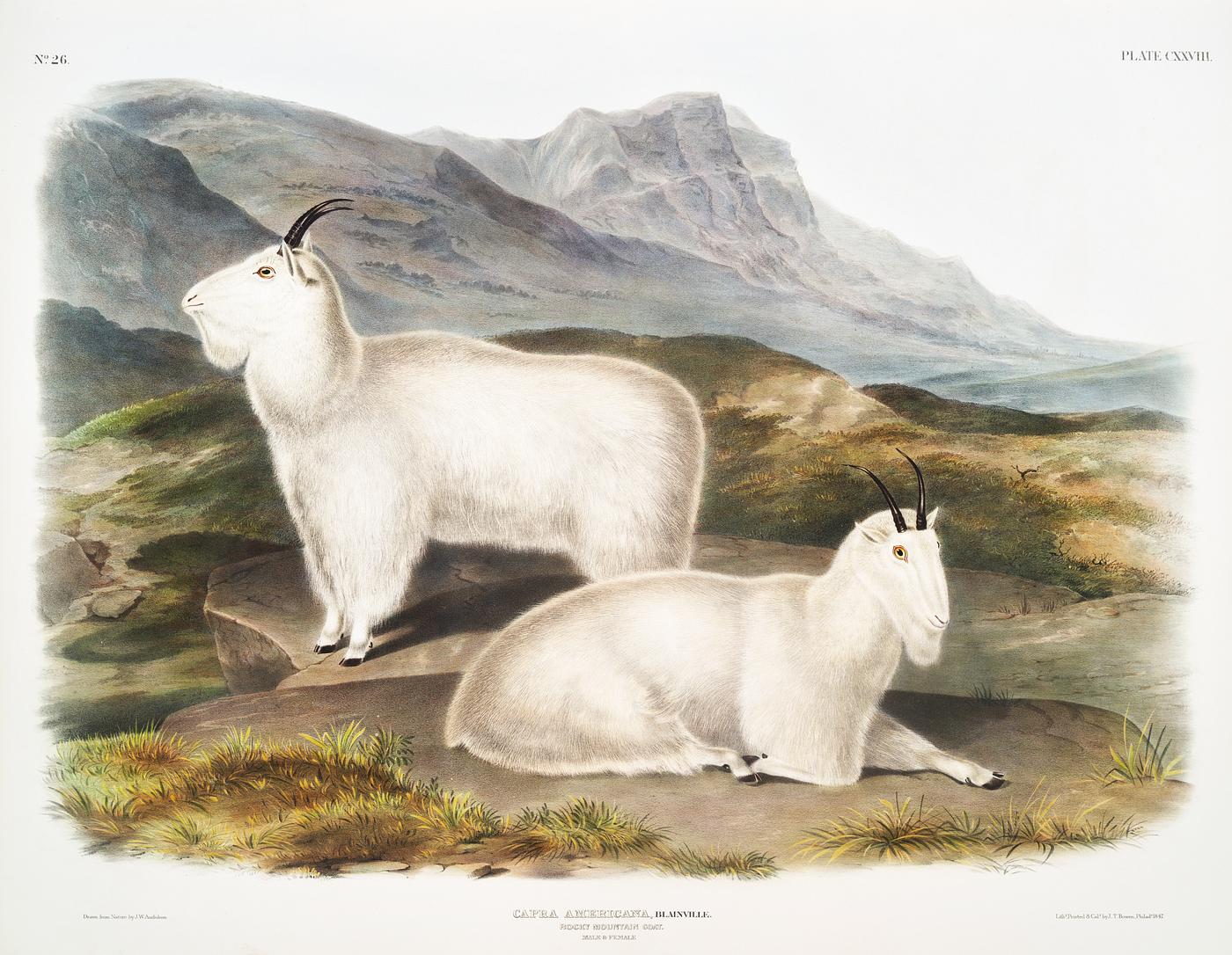 Rocky Mountain Goat (Capra Americana) from the viviparous quadrupeds of North America (1845) illustrated by John Woodhouse... Rocky Mountain Goat (Capra Americana) from the viviparous quadrupeds of North America (1845) illustrated by John Woodhouse...