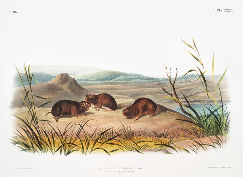 Northern Meadow-Mouse (Arvicola borealis) from the viviparous quadrupeds of North America (1845) illustrated by John Woodhouse Audubon (1812-1862). Original from The New York Public Library. Digitally enhanced by rawpixel. Northern Meadow-Mouse (Arvicola borealis) from the viviparous quadrupeds of North America (1845) illustrated by John…