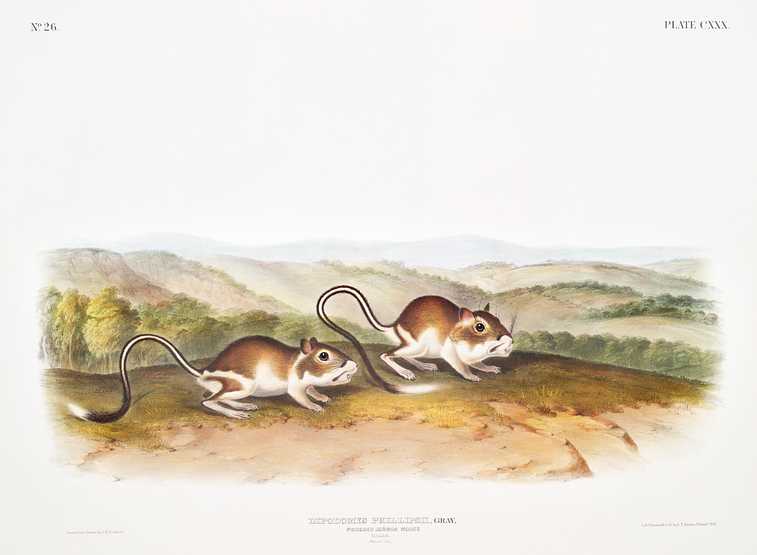 Pouched Jerboa Mouse (Dipodomys Phillipsii) from the viviparous quadrupeds of North America (1845) illustrated by John Woodhouse Audubon (1812-1862) Pouched Jerboa Mouse (Dipodomys Phillipsii) from the viviparous quadrupeds of North America (1845) illustrated by John…