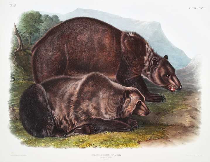 Grizzly Bear (Ursus ferox) from the viviparous quadrupeds of North America (1845) illustrated by John Woodhouse Audubon (1812-1862) Grizzly Bear (Ursus ferox) from the viviparous quadrupeds of North America (1845) illustrated by John Woodhouse Audubon (1812…