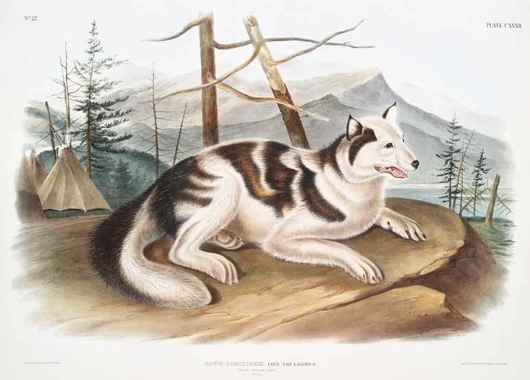 Hare-Indian Dog (Canis familiaris) from the viviparous quadrupeds of North America (1845) illustrated by John Woodhouse Audubon (1812-1862) Hare-Indian Dog (Canis familiaris) from the viviparous quadrupeds of North America (1845) illustrated by John Woodhouse…