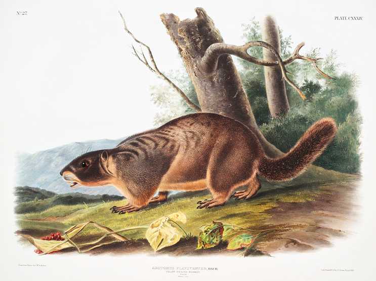 Yellow-bellied Marmot (Arctomys flaviventer) from the viviparous quadrupeds of North America (1845) illustrated by John Woodhouse Audubon (1812-1862) Yellow-bellied Marmot (Arctomys flaviventer) from the viviparous quadrupeds of North America (1845) illustrated by John…