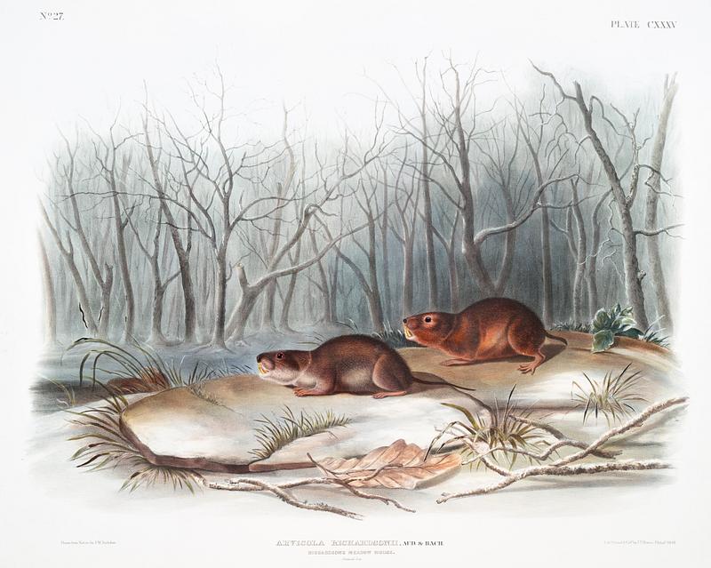 Richardson's Meadow Mouse (Arvicola richardsonii) from the viviparous quadrupeds of North America (1845) illustrated by John Woodhouse Audubon (1812-1862). Original from The New York Public Library. Digitally enhanced by rawpixel. Richardson's Meadow Mouse (Arvicola richardsonii) from the viviparous quadrupeds of North America (1845) illustrated by John…