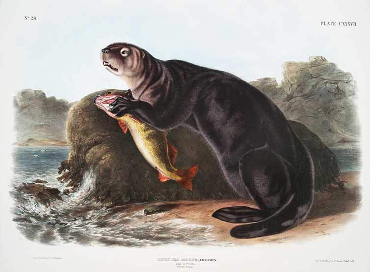Sea Otter (Enhydra marina) from the viviparous quadrupeds of North America (1845) illustrated by John Woodhouse Audubon (1812-1862) Sea Otter (Enhydra marina) from the viviparous quadrupeds of North America (1845) illustrated by John Woodhouse Audubon (1812…