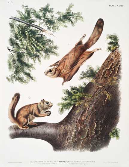 Severn River Flying Squirrel (Pteromys sabrinus) and Rocky Mountain Squirrel (Pteromys alpinus) from the viviparous quadrupeds of North America (1845) illustrated by John Woodhouse Audubon (1812-1862) Severn River Flying Squirrel (Pteromys sabrinus) and Rocky Mountain Squirrel (Pteromys alpinus) from the viviparous…