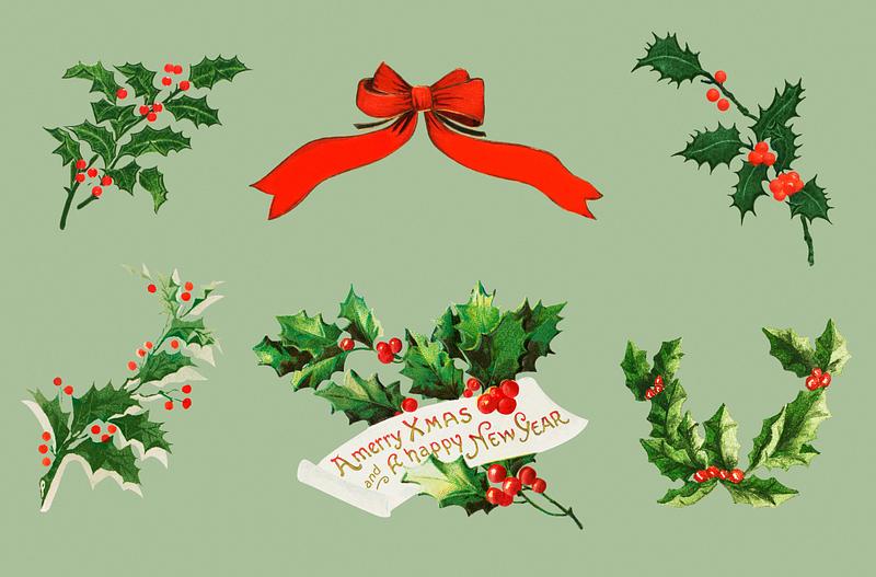 Vintage holly illustration set Vintage holly vector collection