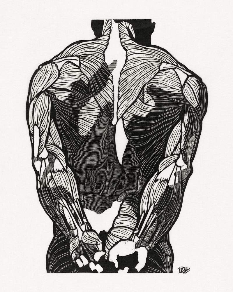 Anatomical study of a man's back muscles (1906–1945) print in high resolution by Reijer Stolk. Original from the…