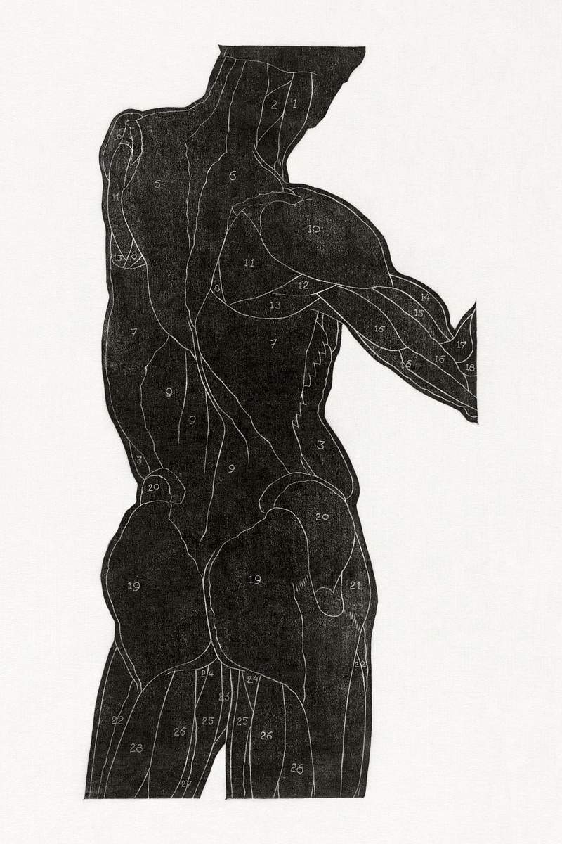 Anatomical study of a man's back and butt muscles (1906–1945) by Reijer Stolk. Original from the Rijksmuseum. Digitally…